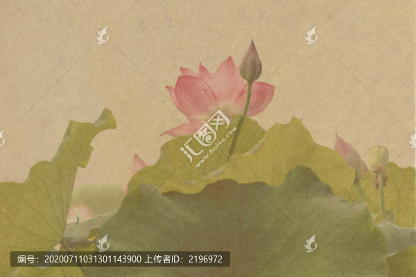 工筆畫(huà)荷花圖