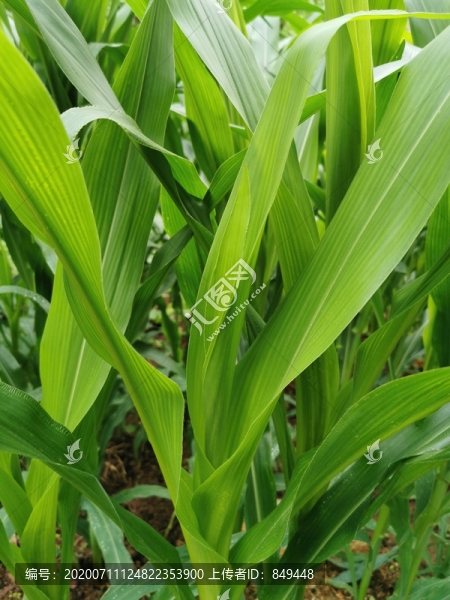 玉米葉