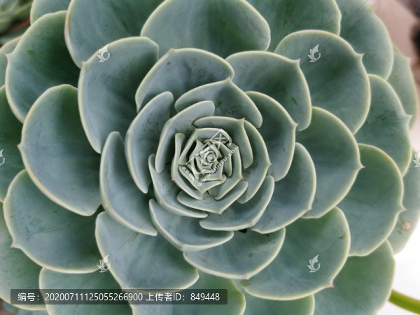 多肉花卉