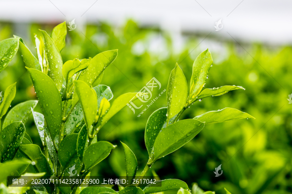雨后沾滿水滴的綠葉