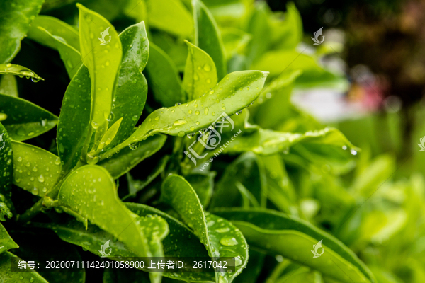 雨后沾滿水滴的綠葉