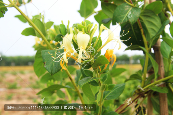 金銀花