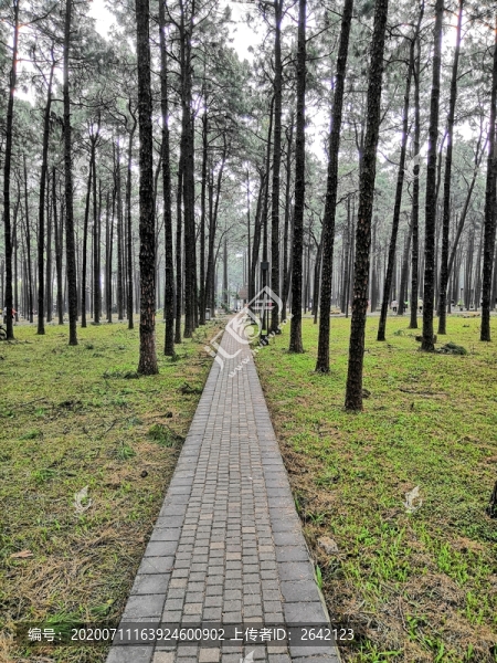 公園小樹林小路