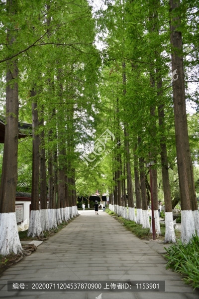 行道樹(shù)