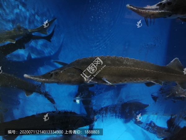 鱘魚