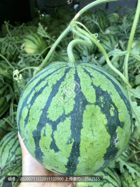 西瓜
