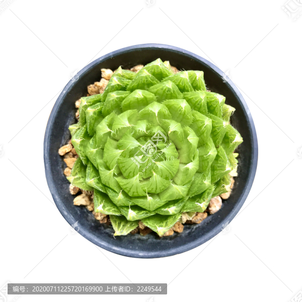 多肉
