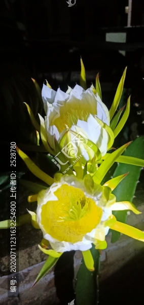火龍果花