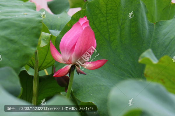 大暑荷花