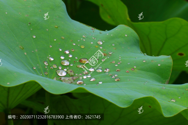 有露珠的荷葉