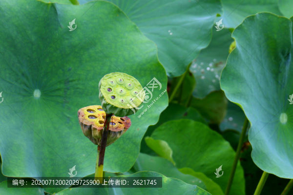 蓮蓬