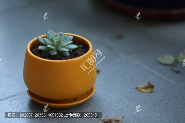 多肉植物園