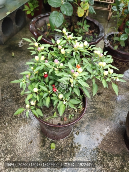 辣椒植株