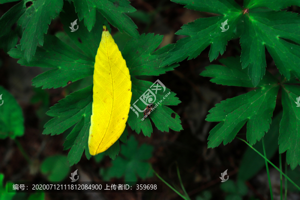 葉子