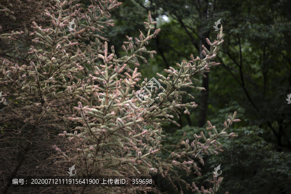 松樹枝