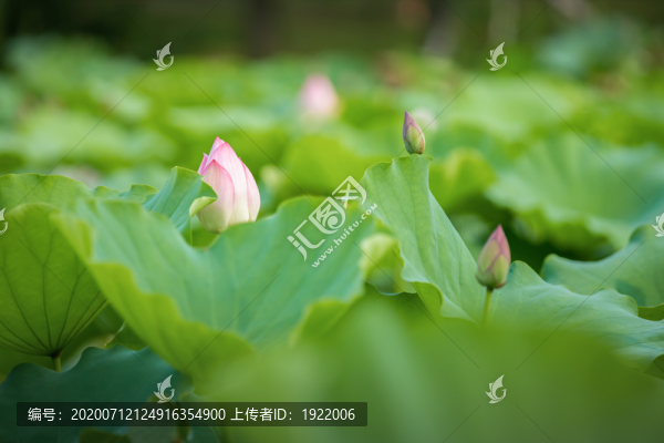 荷塘荷花