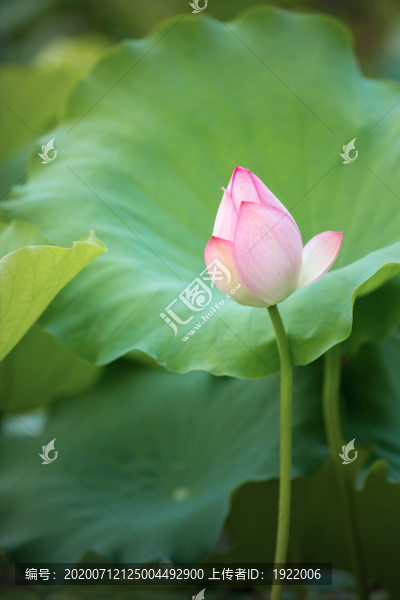 荷塘荷花