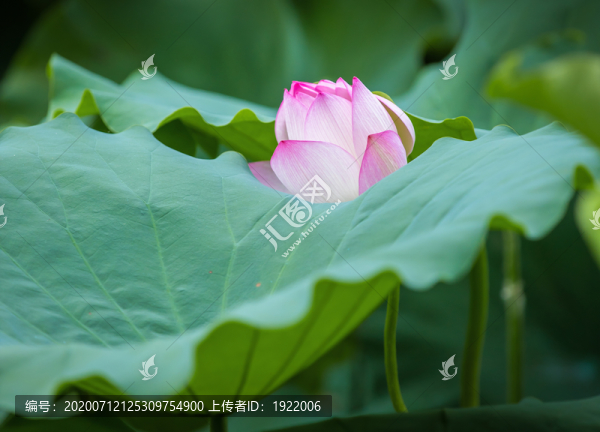 荷塘荷花