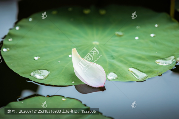 掉落的荷塘荷花荷葉