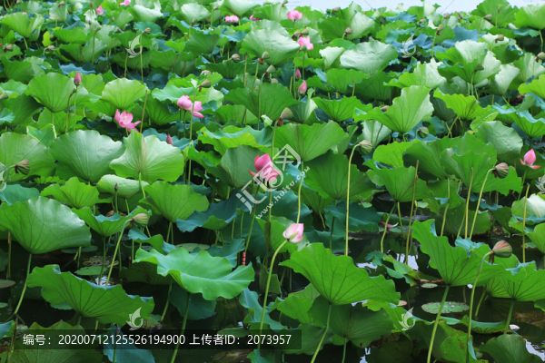 荷花池