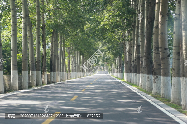 路邊成排的楊樹(shù)