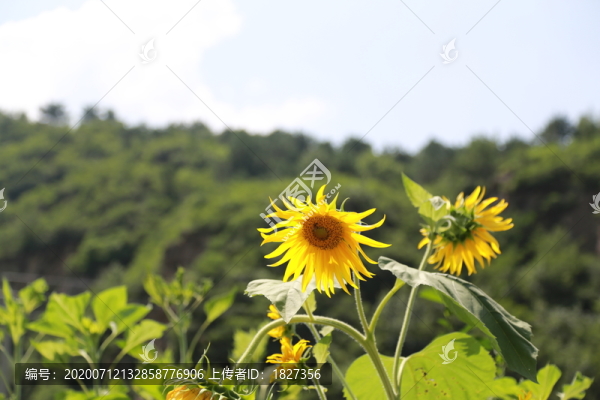 向日葵