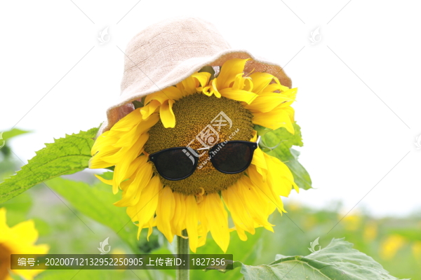 向日葵