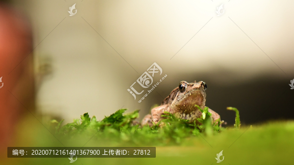 蛙