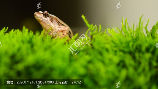 蛙