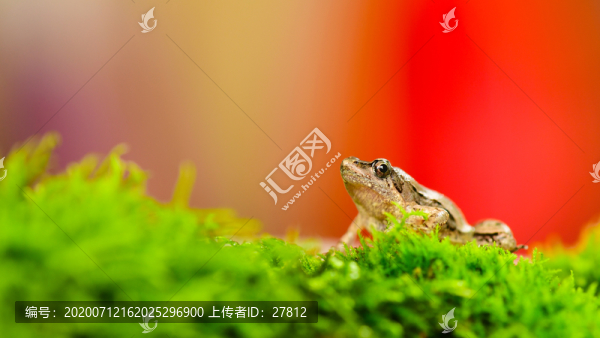 蛙