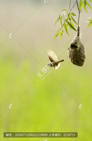 繁殖小鳥(niǎo)