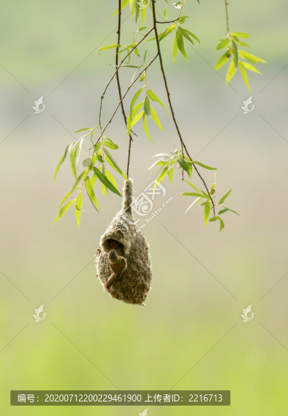 繁殖小鳥