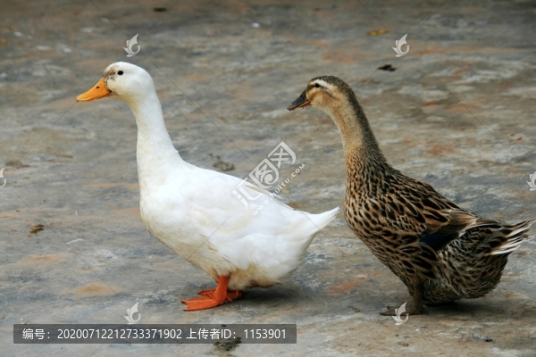 農(nóng)家土鴨