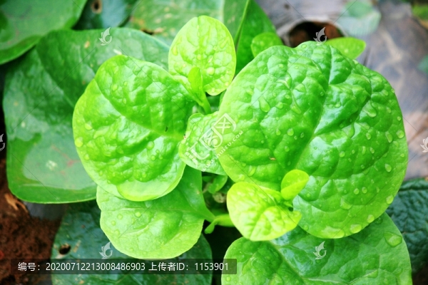 豆腐菜