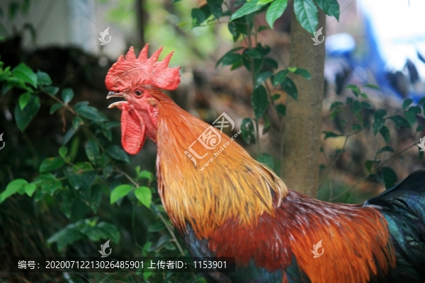 公雞叫鳴