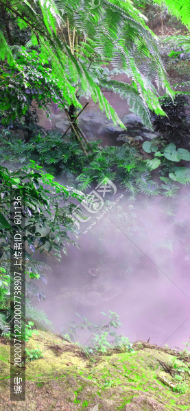 熱帶雨林美景