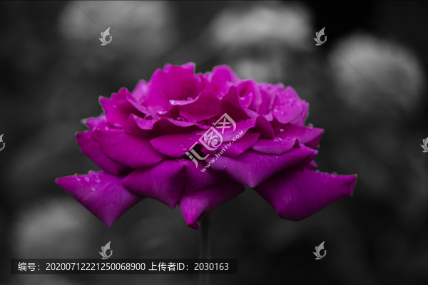 雨后薔薇