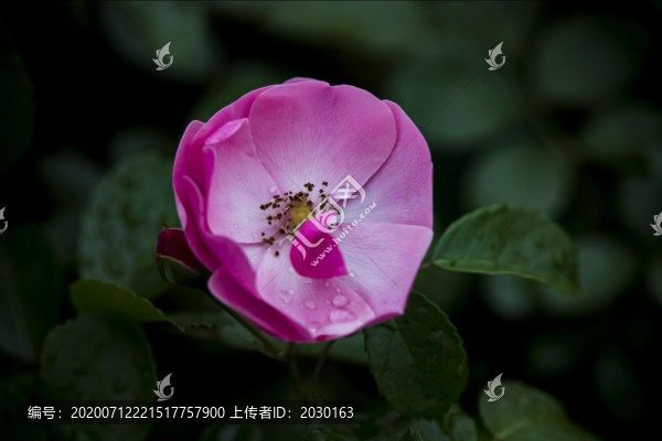 薔薇