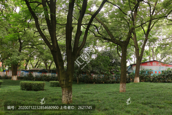 公園大樹草地