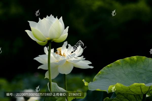 黑背景兩朵透空白荷