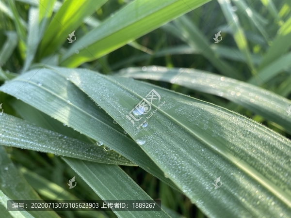 盧葦草