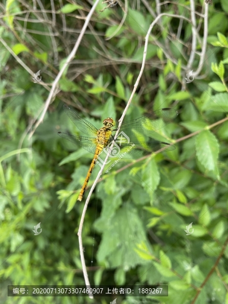 蜻蜓