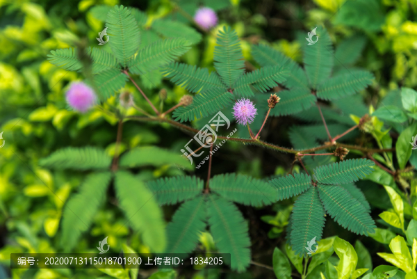 含羞草花