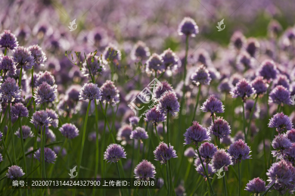 大花蔥
