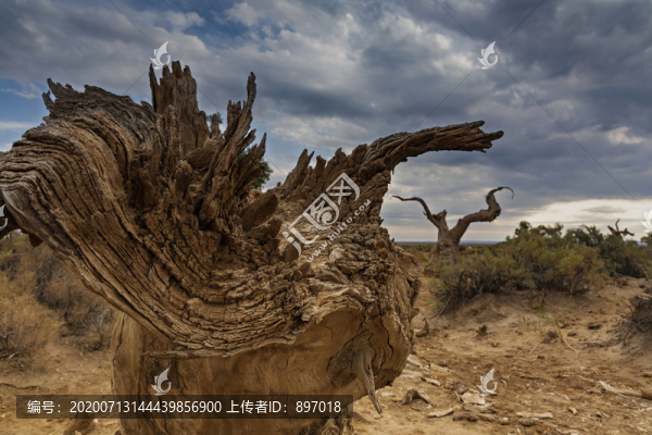 怪樹(shù)林
