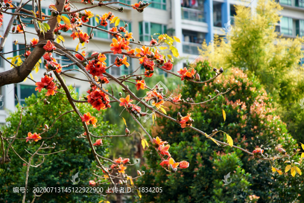 木棉花