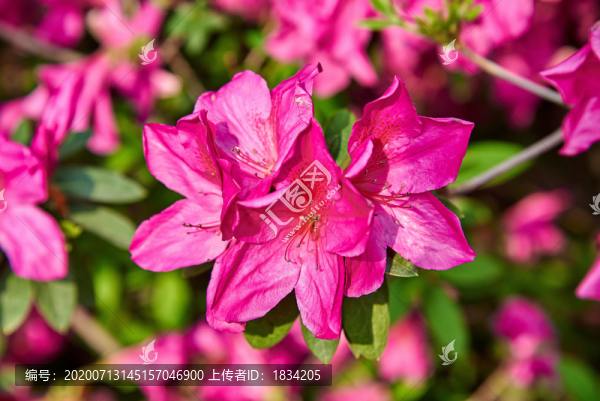 杜鵑花