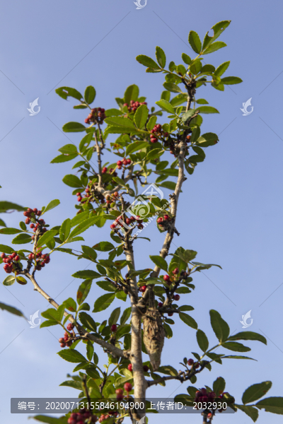 新鮮花椒