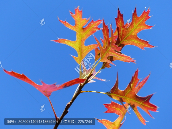 紅葉