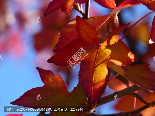 紅葉